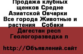 Продажа клубных щенков Средне Азиатской Овчарки - Все города Животные и растения » Собаки   . Дагестан респ.,Геологоразведка п.
